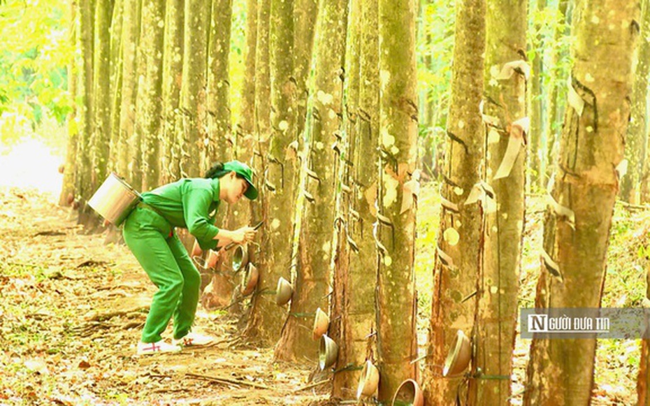 Vàng trắng tăng giá, nông dân phấn khởi